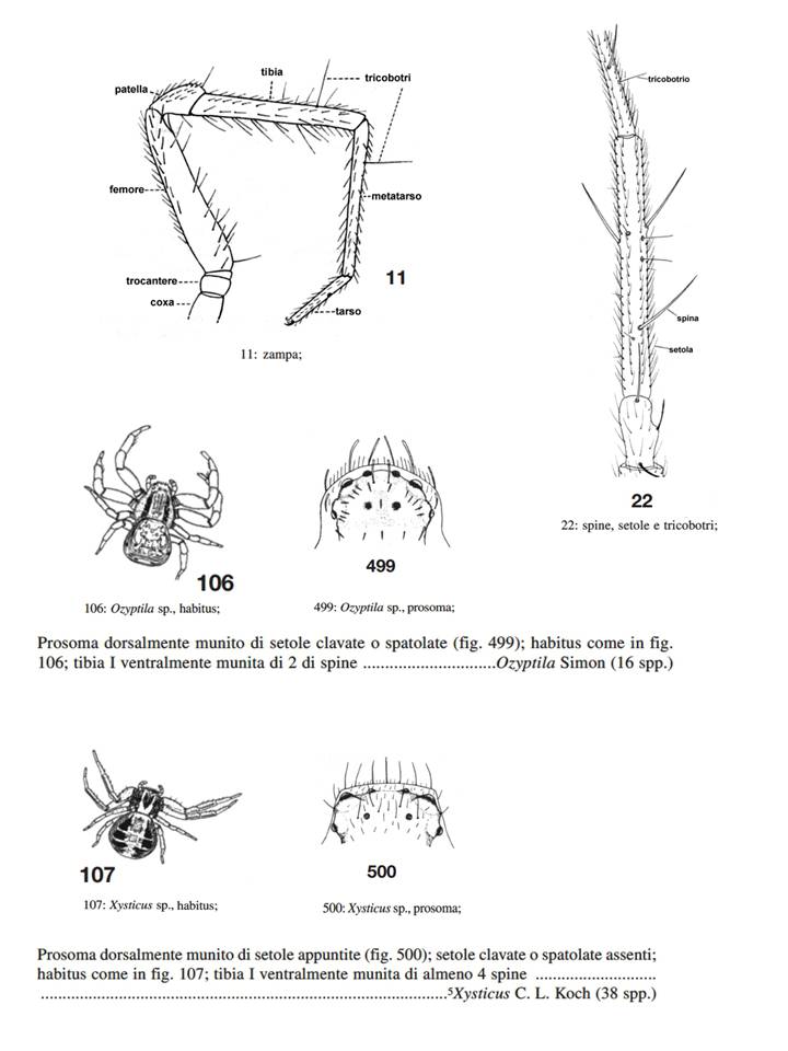 Ragno con preda - Xysticus sp.  - Castel Maggiore (BO)